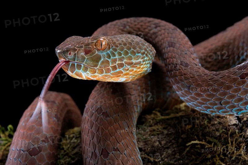 Philippines PitViper