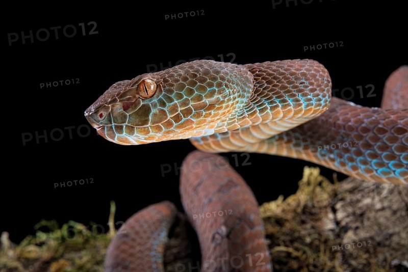 Philippines PitViper