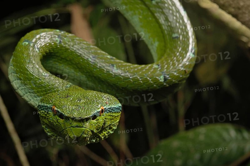 North Philippine Temple Pit Viper