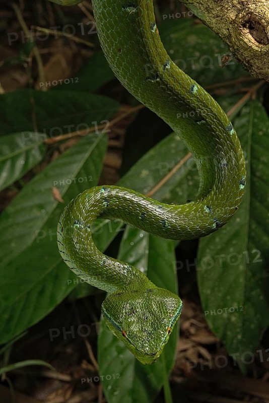 North Philippine Temple Pit Viper
