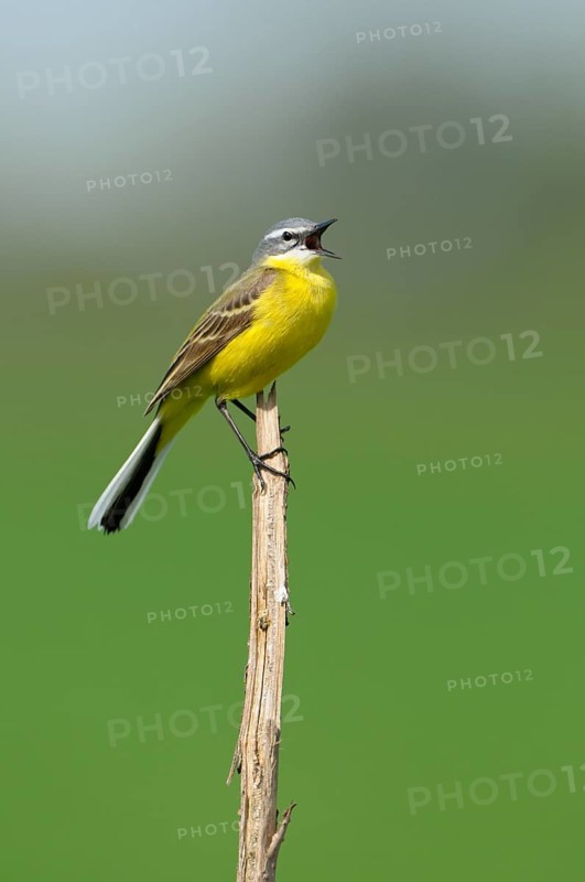 Yellow Wagtail