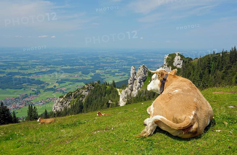 Domestic cattle