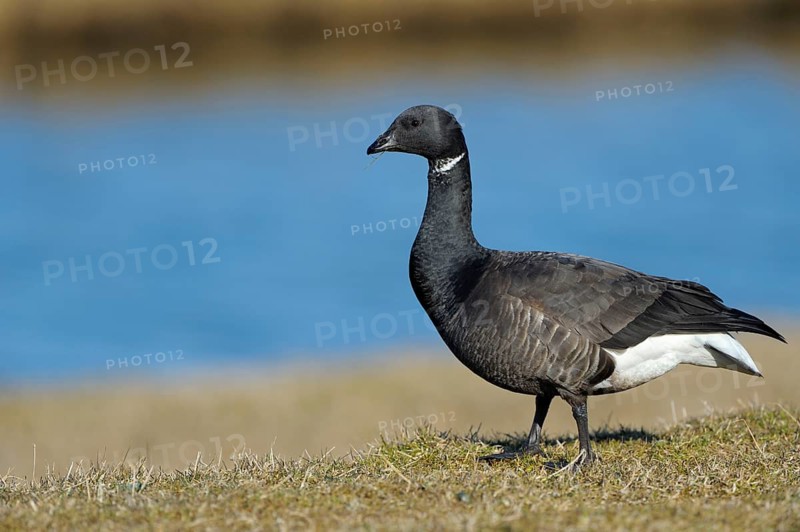 Brent Goose