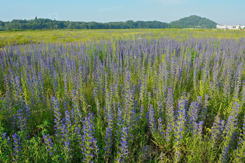 Common viper's bugloss