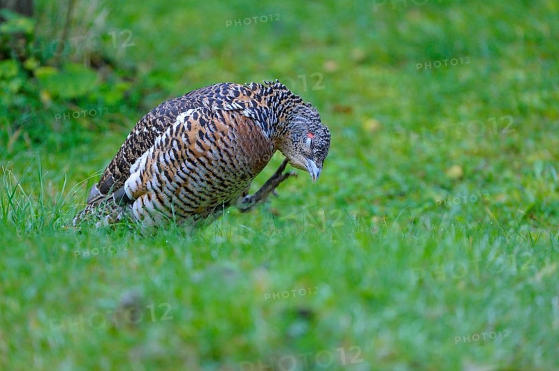 Capercaillie