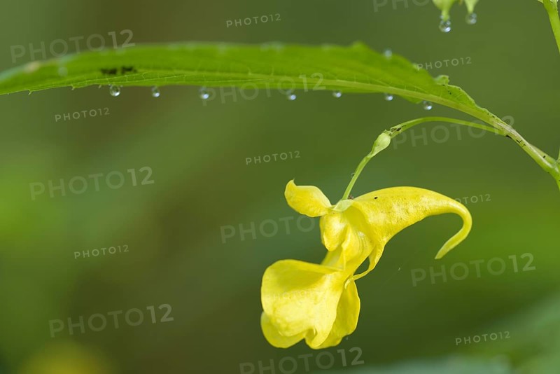 Greater Himalayan balsam