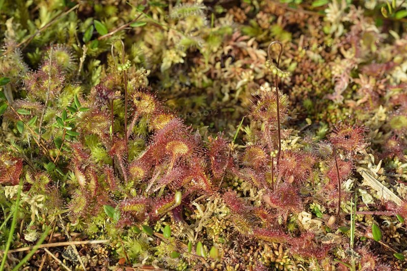 Round-leaved sundew