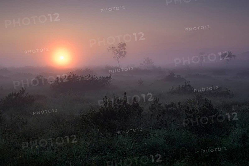 Morning atmosphere in the moor