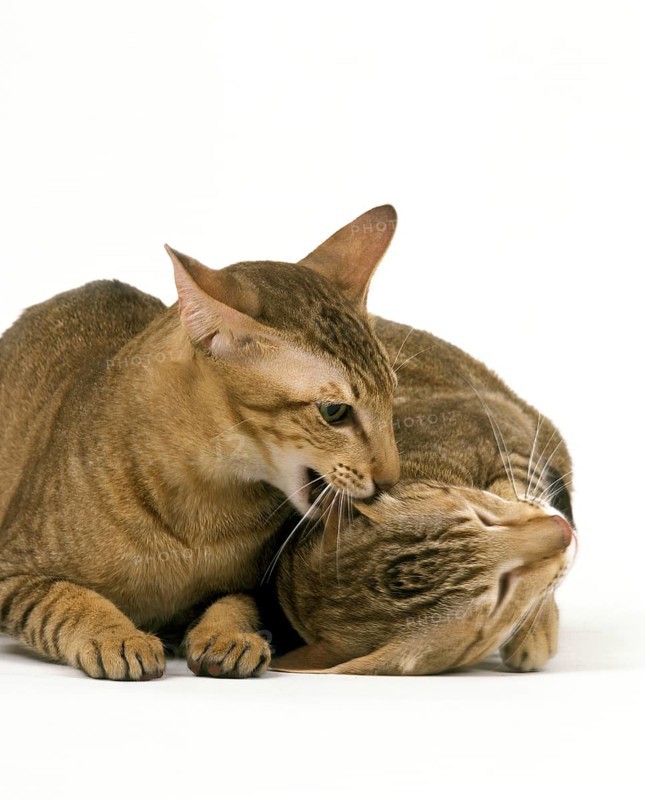 Brown tabby oriental house cats