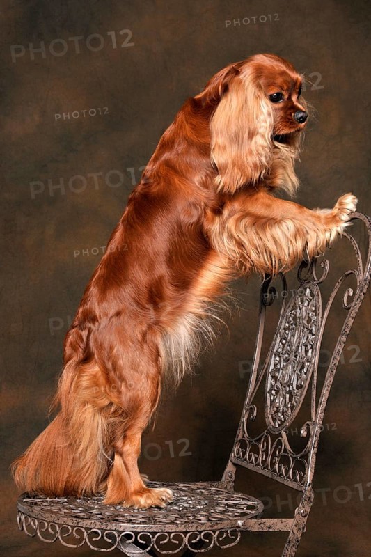 Cavalier King Charles Spaniel