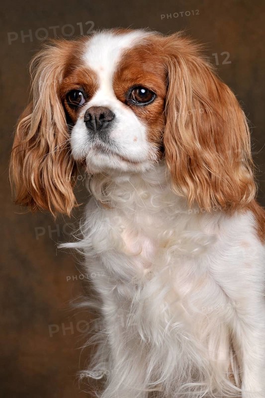 Kavalier King Charles Spaniel