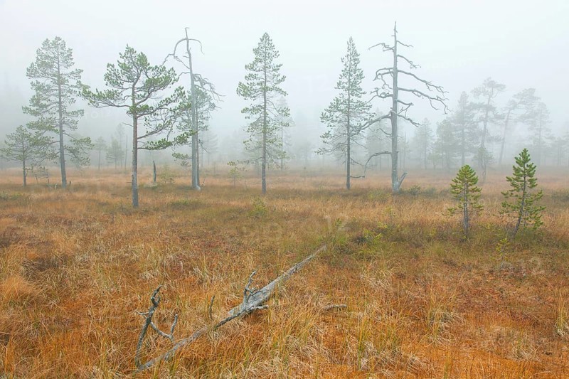 Old pines
