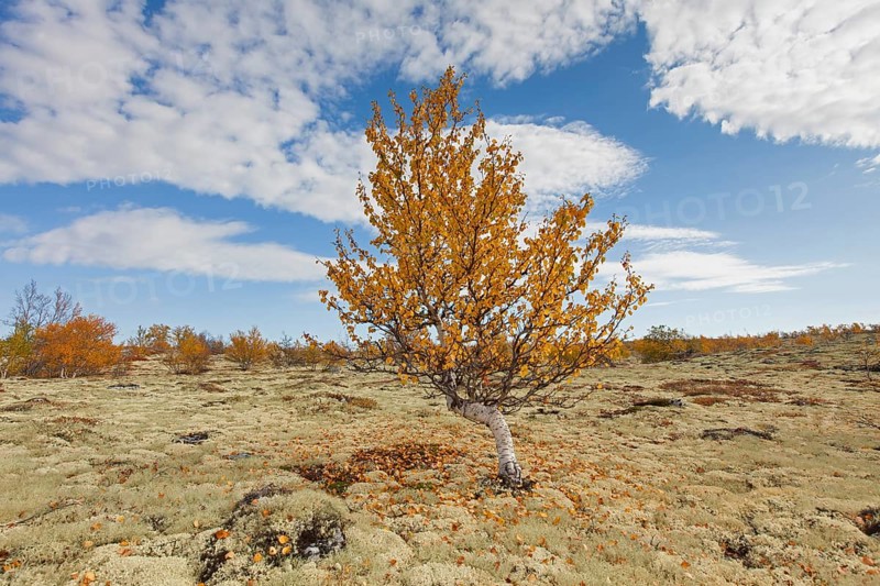 White birch