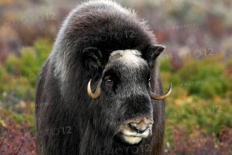Musk ox