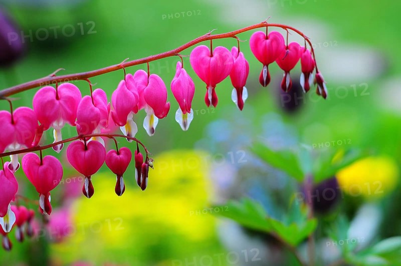 Bleeding heart