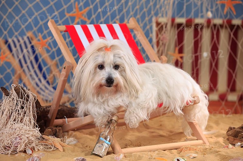 Coton de Tulear