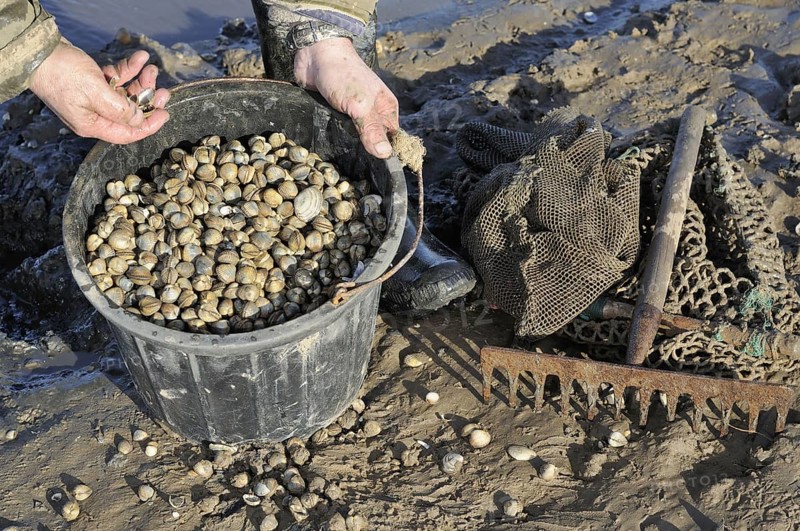 Bucket of fresly collected Common Cockles