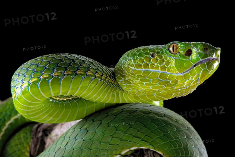 Pope's Pitviper