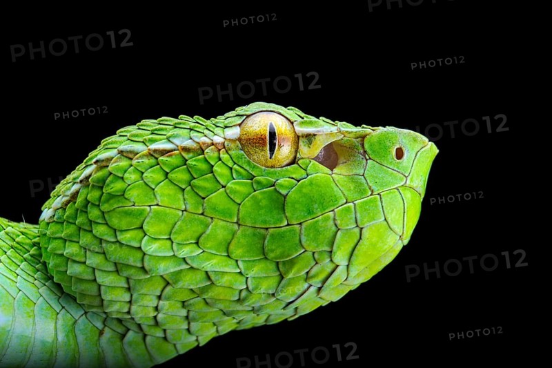 North Philippine Temple Pit Viper