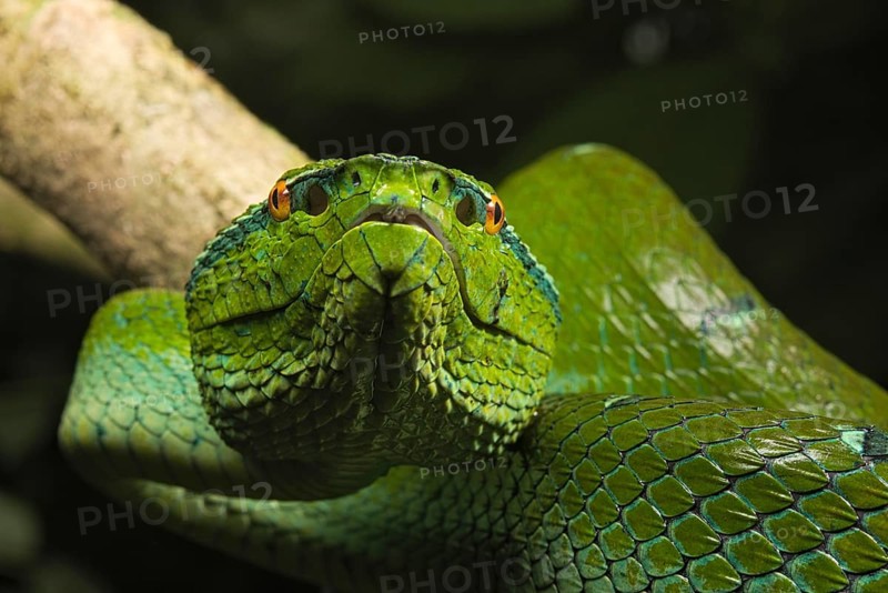 North Philippine Temple Pit Viper