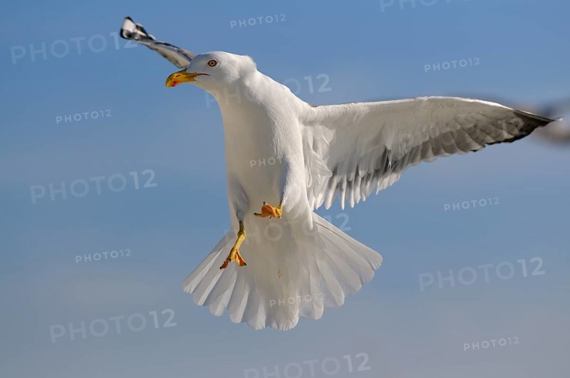 Herring Gull
