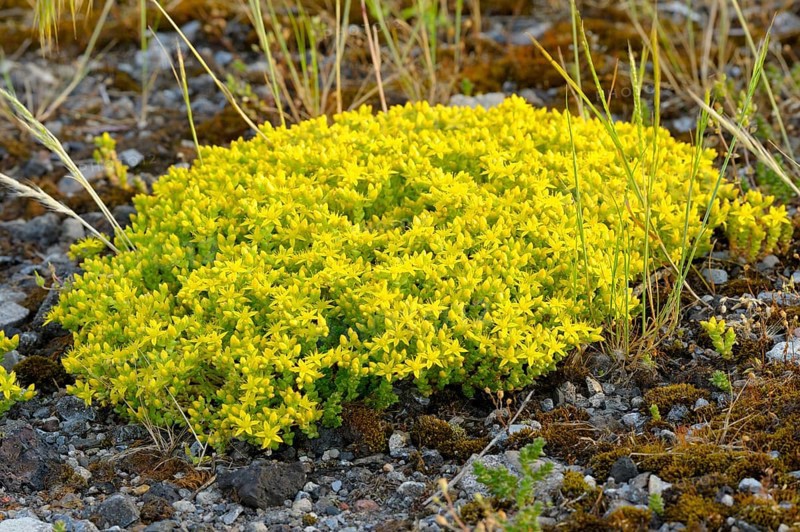 Common stonecrop