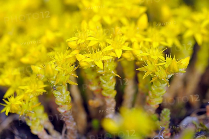 Common stonecrop