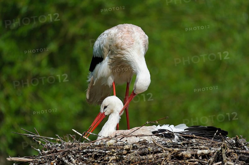 White stork