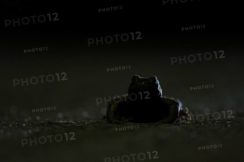 Common toad