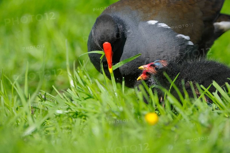 Moorhen