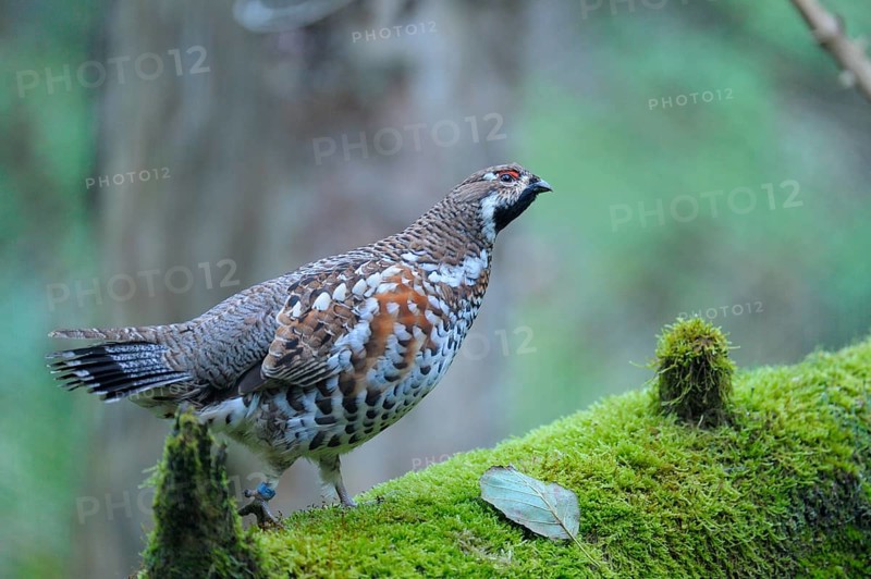 Hazel grouse