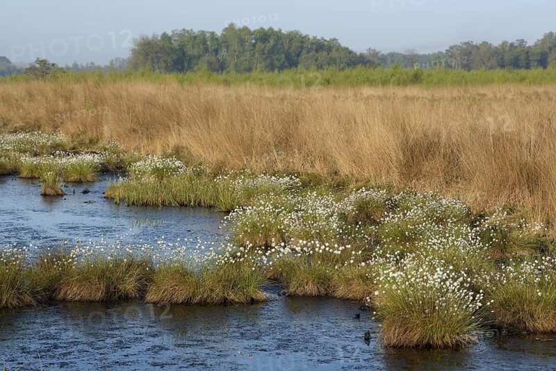 Landscape in a bog