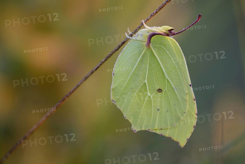 Lemon butterfly