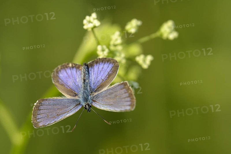 Argus blue butterfly