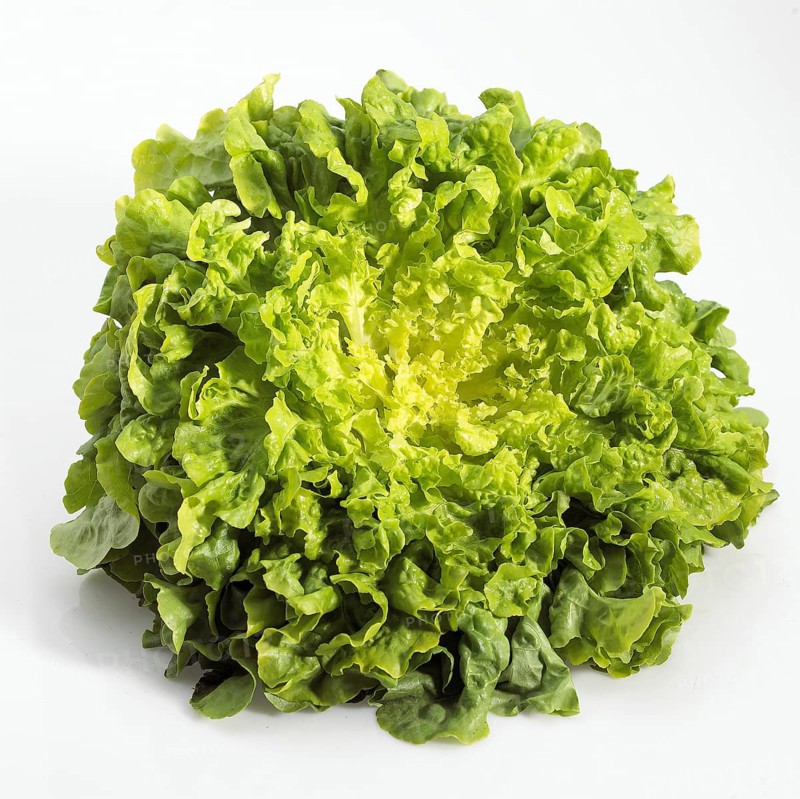 FRENCH SALAD FOR CORN OF CERF