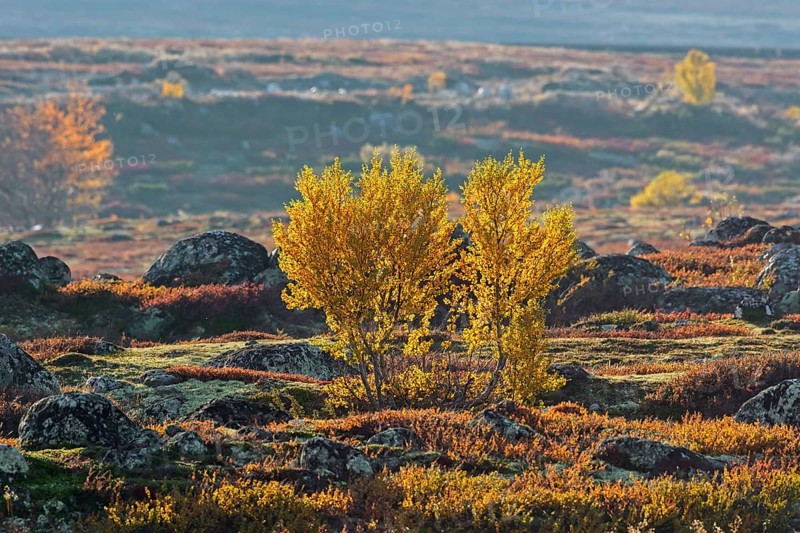 White birch