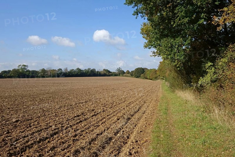 Newly drilled minimally cultivated seedbed for cereal crop with trees changing to autumn colours