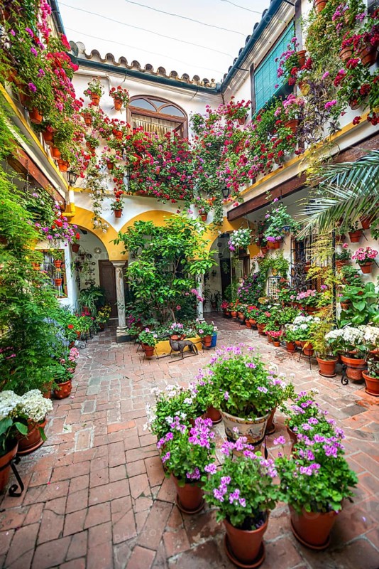 Patio decorated with flowers