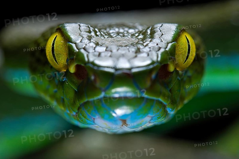Large eyed Pit viper