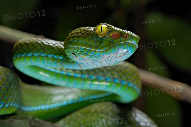 Large eyed Pit viper