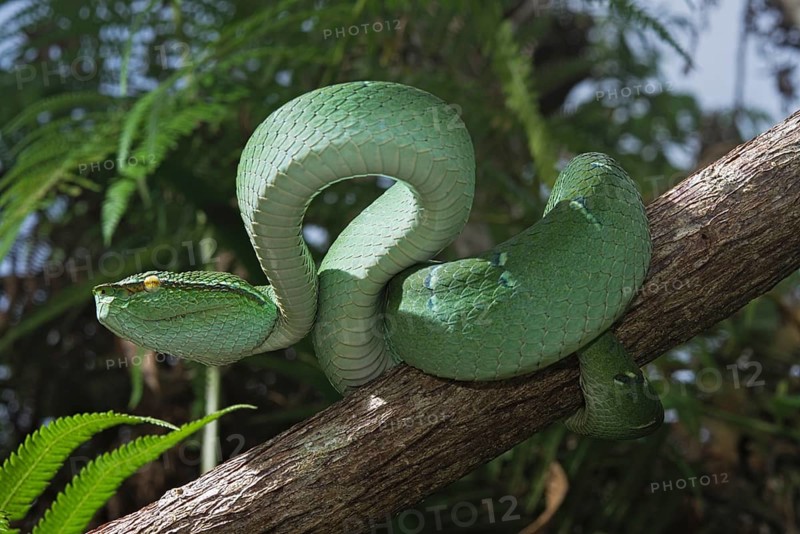 North Philippine Temple Pit Viper