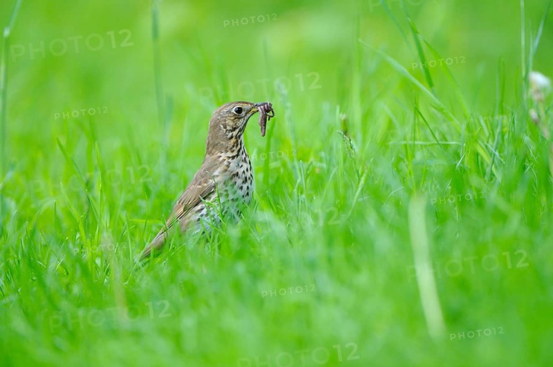 Song thrush