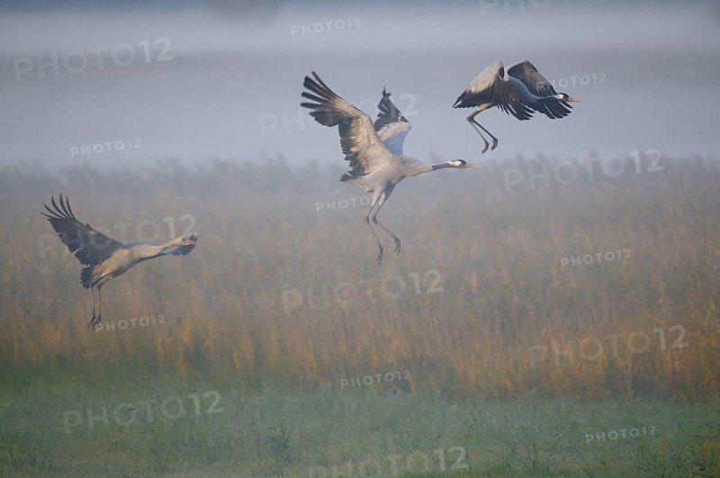 Cranes