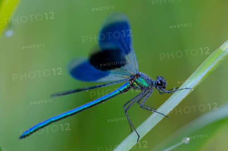 Banded damselfly