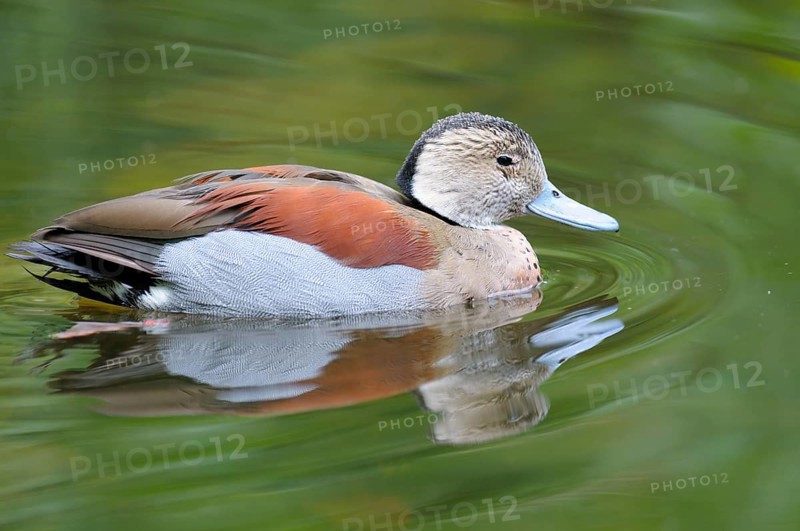 Red-shouldered Duck
