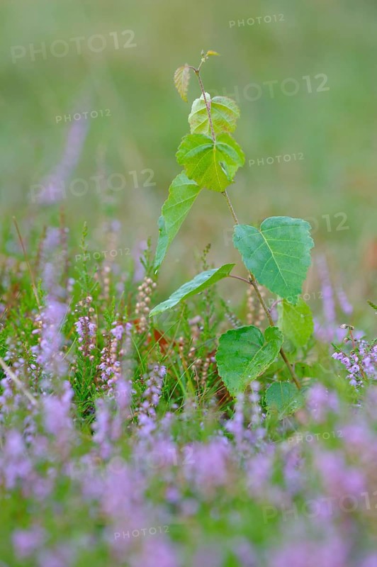 Weeping birch