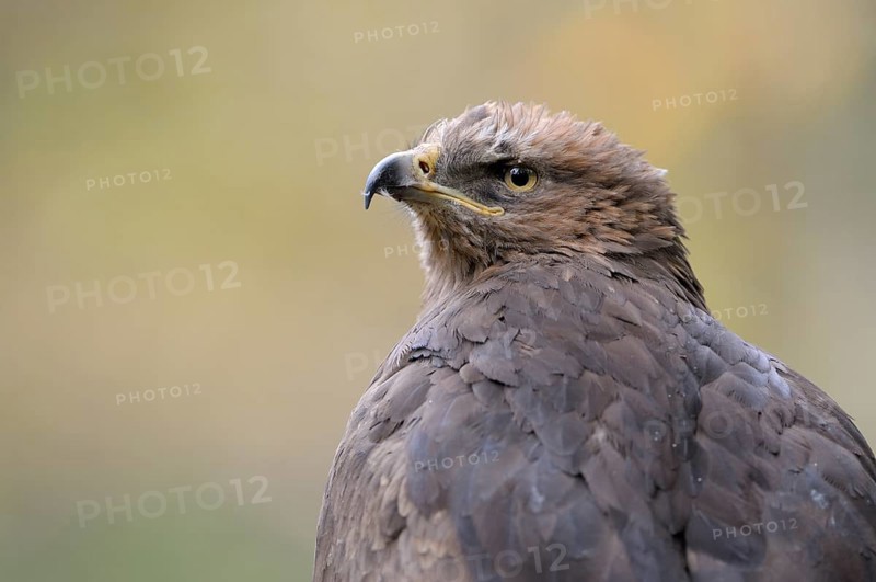 Lesser Spotted Eagle