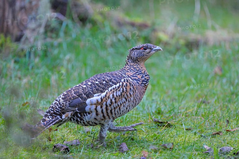 Capercaillie