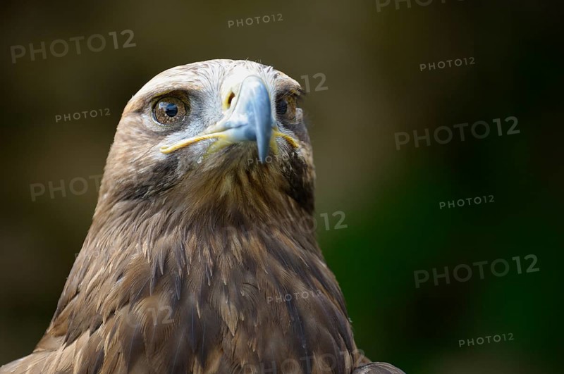 Eastern imperial eagle