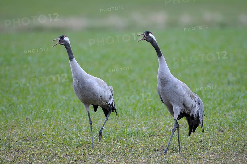 Crane